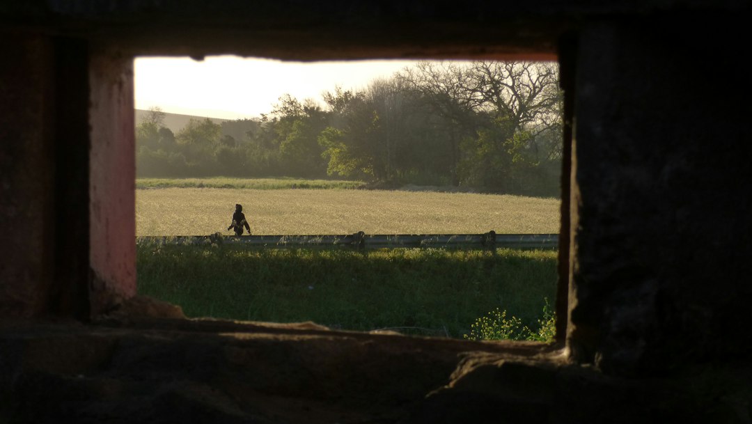 A person walking along a road past a field in golden hour light